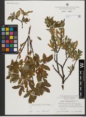 Foto von Salix waldsteiniana Willd.